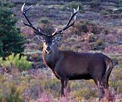 La juez prohíbe a dos jóvenes cazar en 24 meses por matar un ciervo de forma ilegal